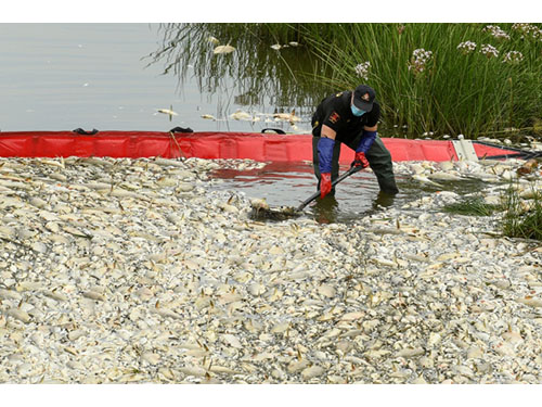 Oderyje dėl numanomos cheminės taršos „visur“ matomos nugaišusios žuvys